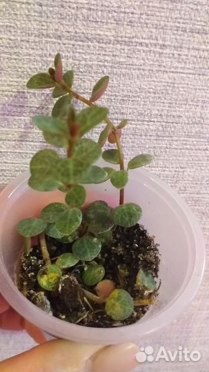 Комнатные цветы