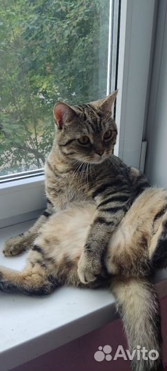 Кот -случка