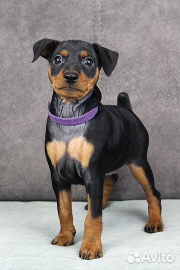 Цвергпинчер