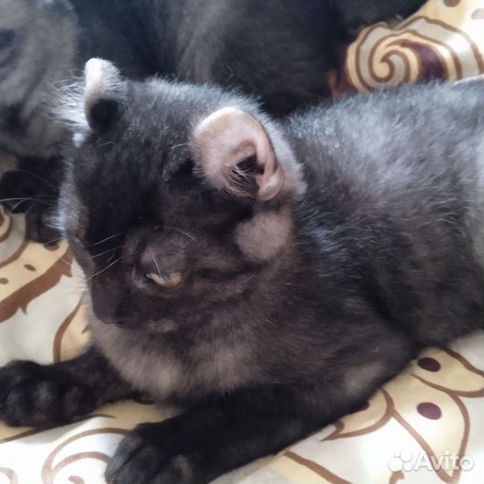 Американский керл котята