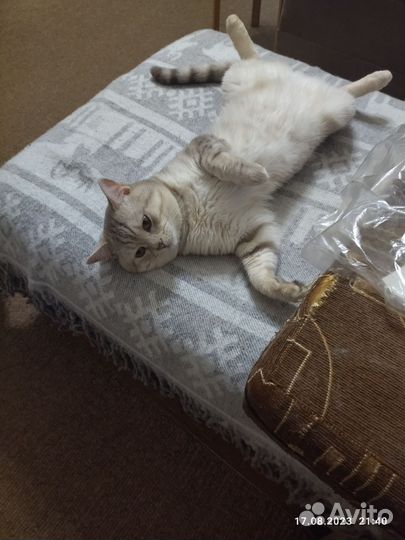 Британский кот на вязку