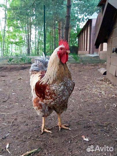 Продам петухов