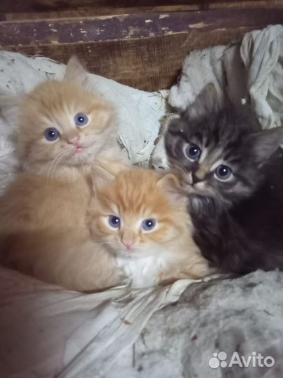 Котята в дар