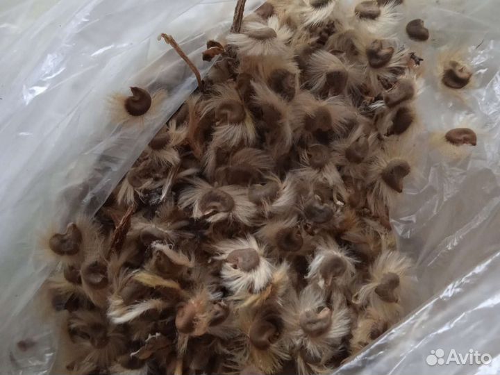 Гибискус травянистый многолетний