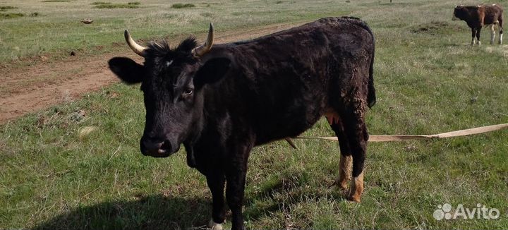 Коровы быки на мясо