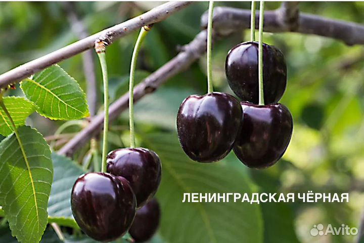 Саженцы черешни