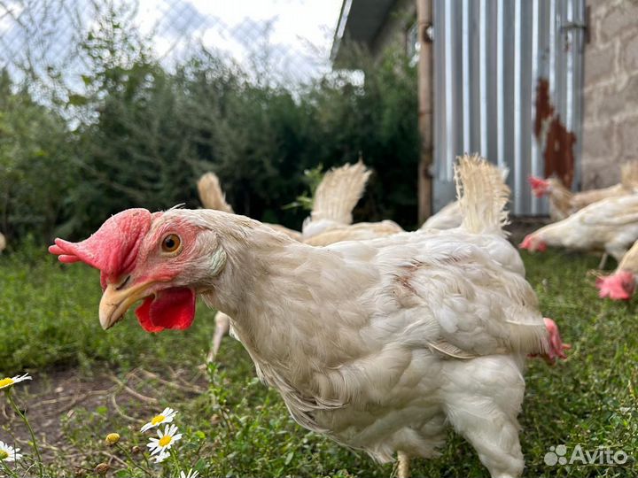 Куры несушки