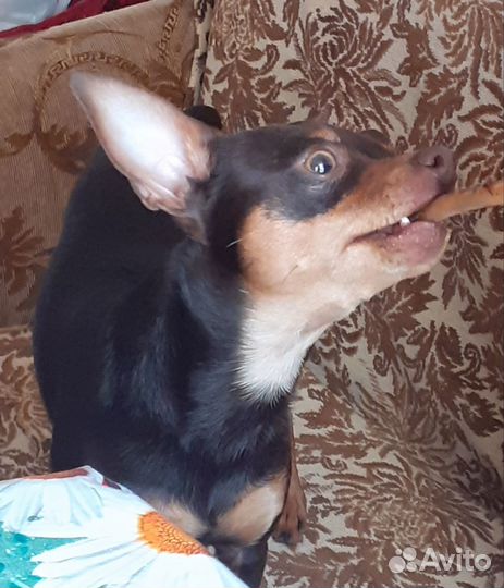 Той-терьер щенки