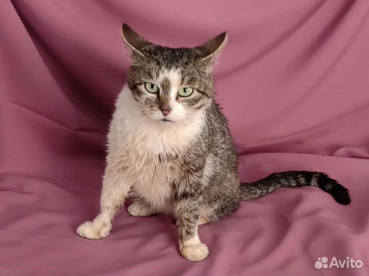 Зеленоглазый парень, кот