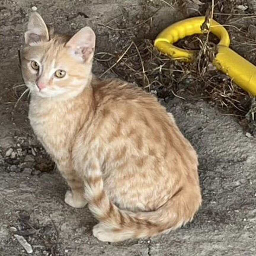 Отдам котенка в добрые руки