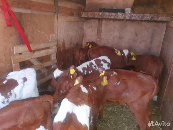 Телята Доставкой за наш счёт