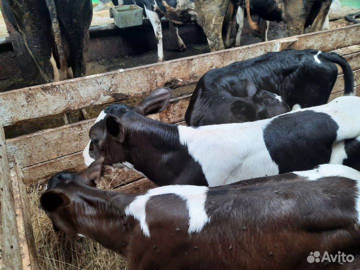 Бычки мясного направления, на откорм и племя
