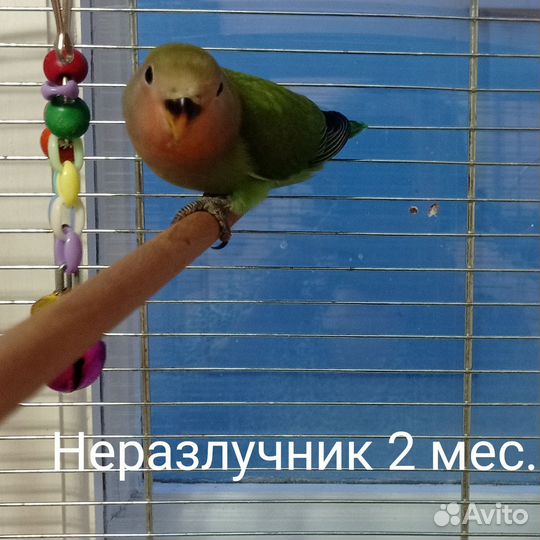 Попугай неразлучник