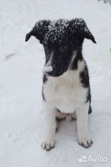 Гром ищет дом