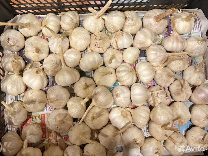 Яровой чеснок