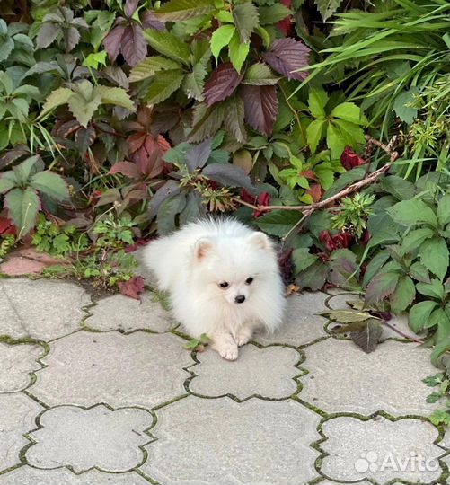 Мини мальчик 7 мес