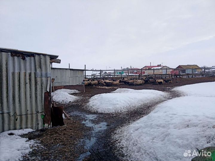 Бараны с/х животные