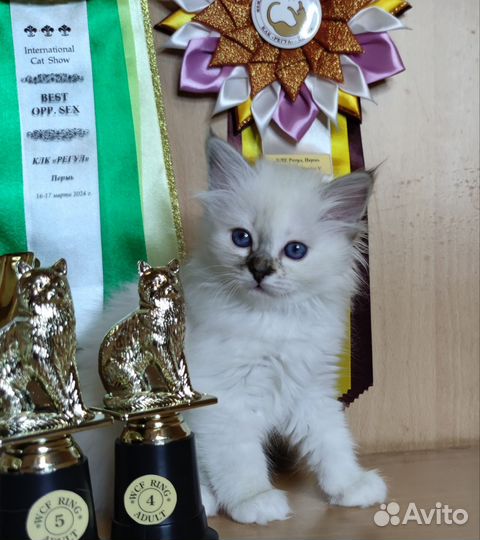 Священная бирма