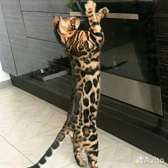 Вязка с Бенгальским котом
