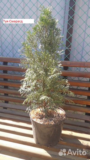 Саженцы Туи западной