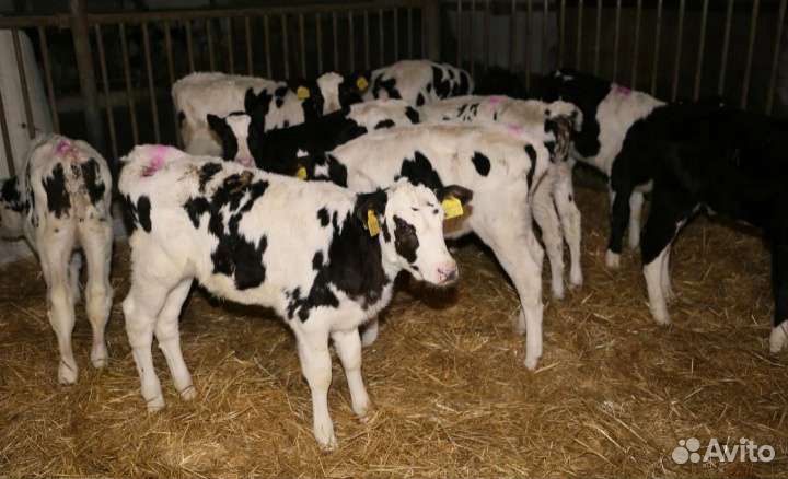 Бычки и быки