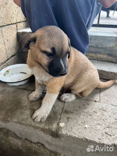 Собаки щенки