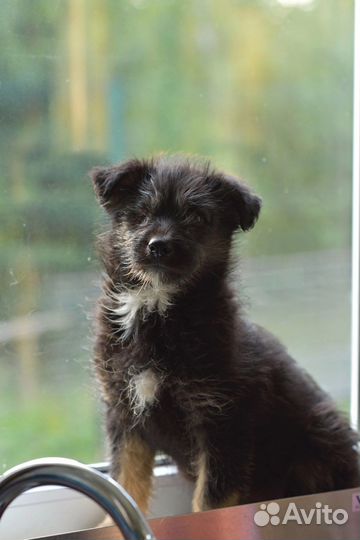 Чудесный малыш щенок в добрые руки