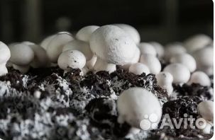 Готовые компостные грядки шампиньонов