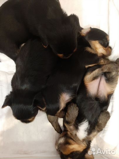 Йоркширский терьер все девочки