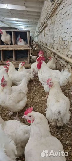 Курица бройлер Росс 308