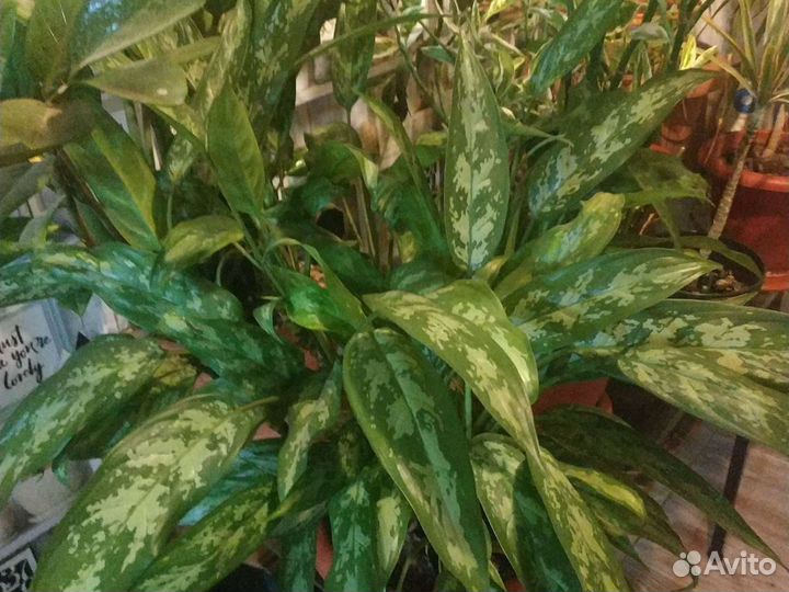 Цветы комнатные