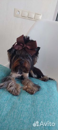 Йоркширский терьер