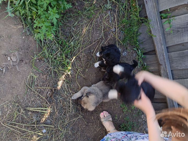 Собаки щенки