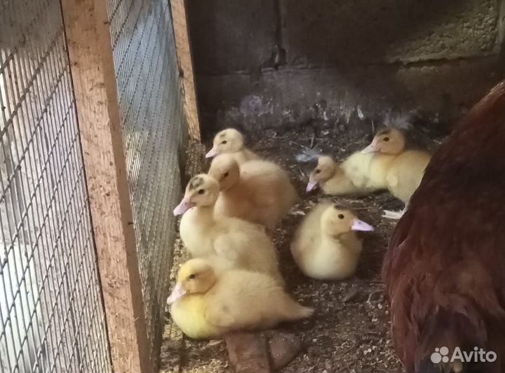 Индоутка с индоутятами