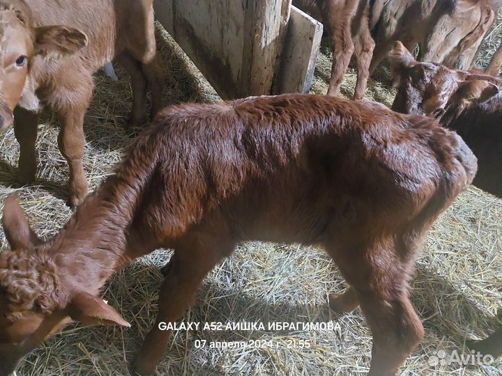 Лимузины на доращивание