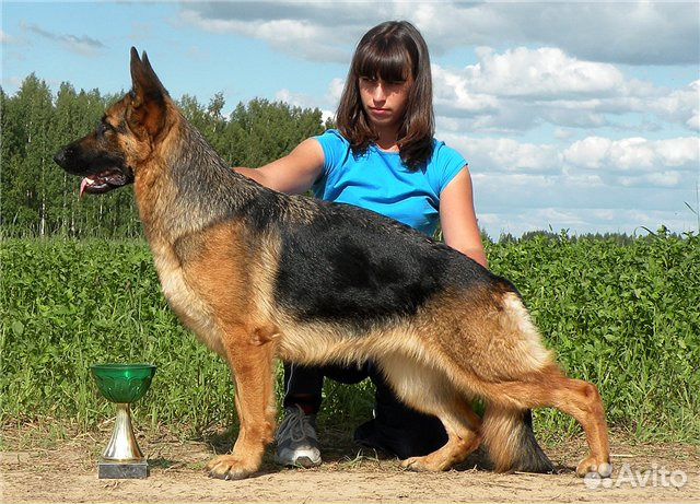 Немецкой овчарки щенки большой выбор