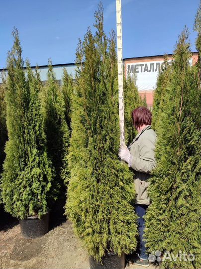 Туя смарагд купить