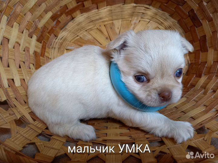 Щенки чихуахуа