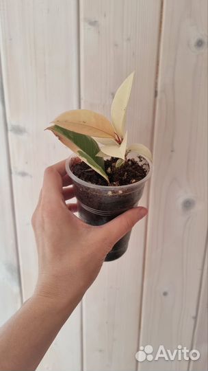 Фикус эластика тинеке