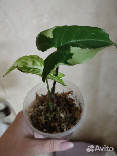 Сингониум,сциндапсус,монстера