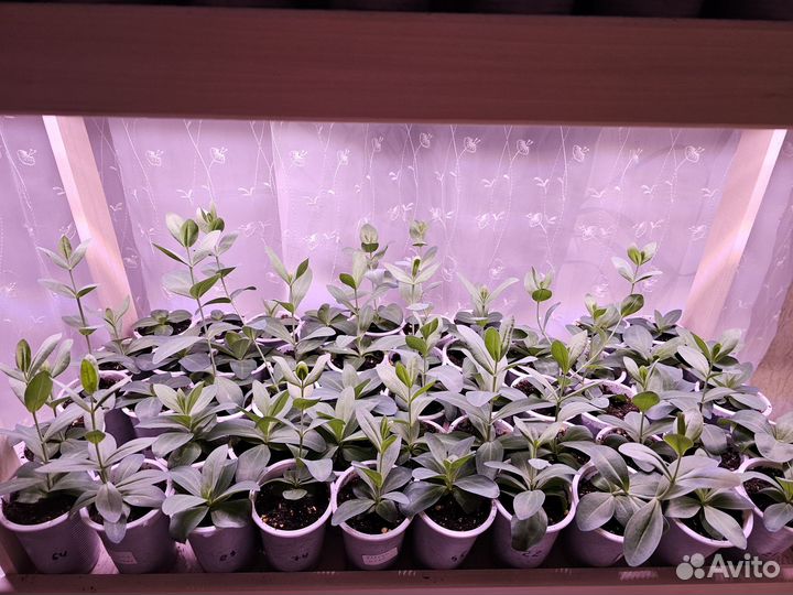 Эустома рассада