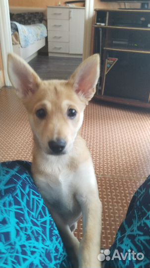 Собака в добрые руки щенок