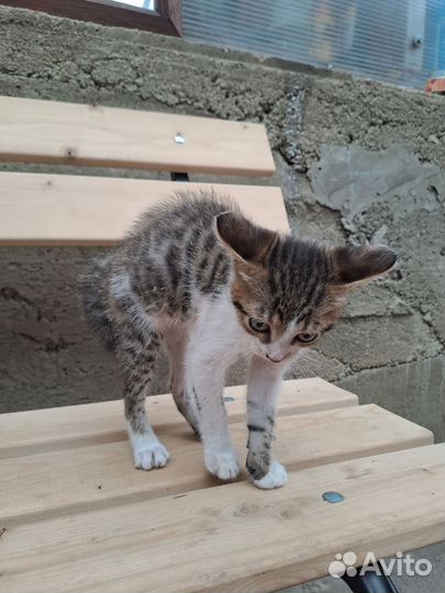 Котёнок-мальчик