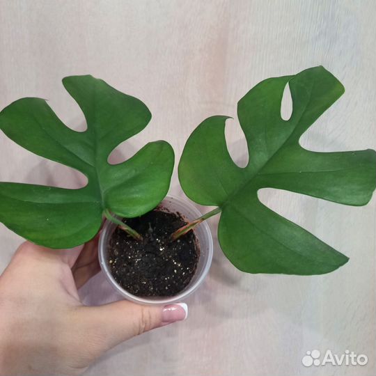 Монстера рафидофора