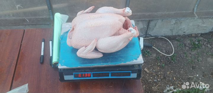 Продам мясо бройлеров