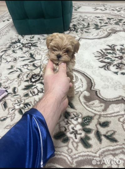 Щенки мальтипу f1 мини