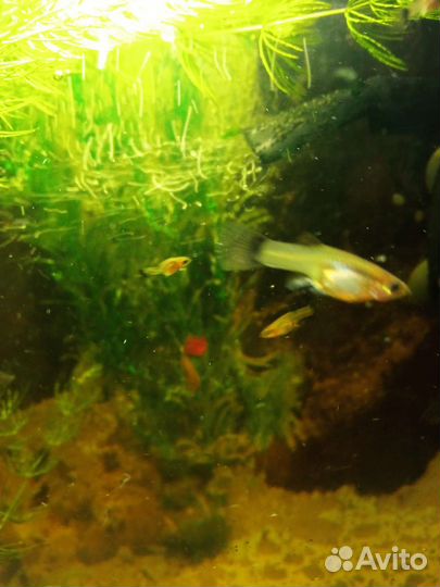 Гуппи молодые