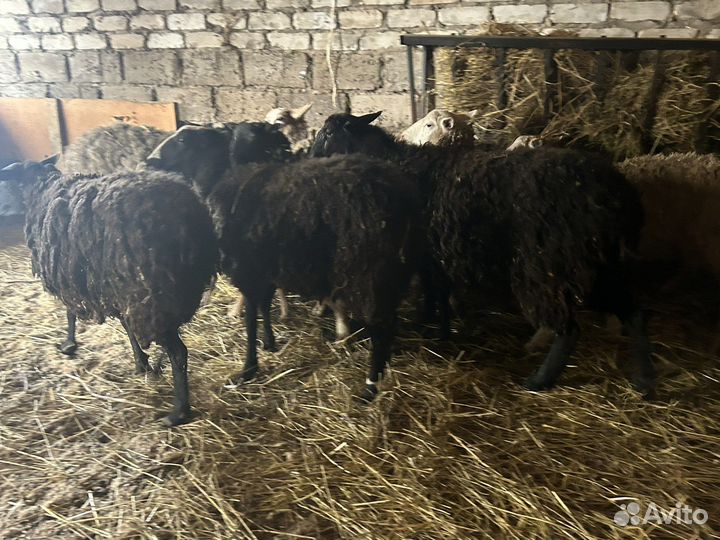 Овцы бараны