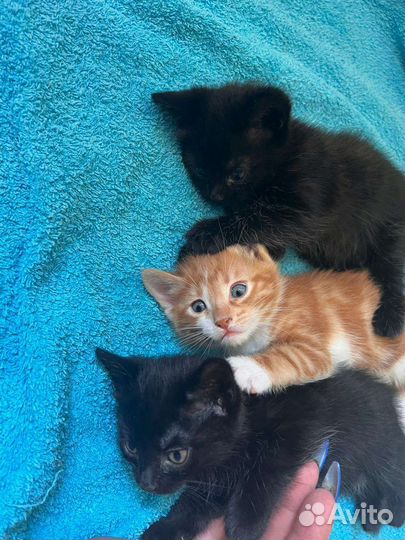 Домашние животные котята