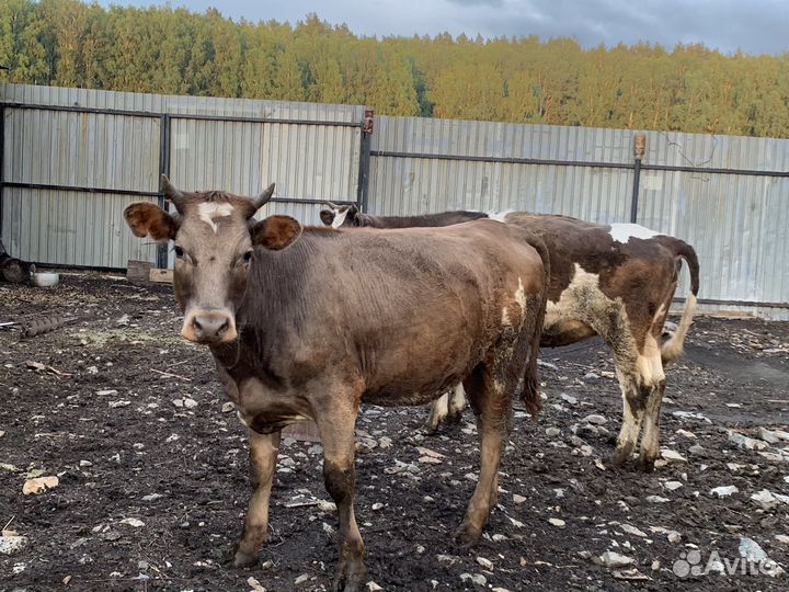2 Коровы, 2 Быка, 4 телки, 2 телята